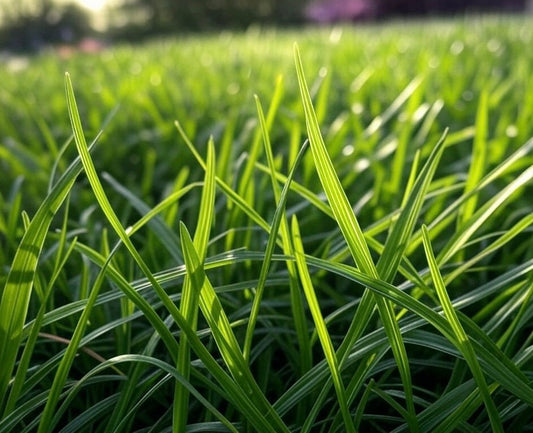 How Often Should I Water My Lawn?